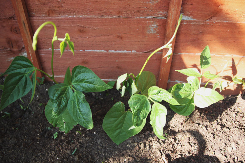 Vegetable Garden 