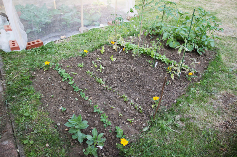 Vegetable Garden 