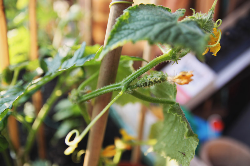 Vegetable Garden - cucumber marketmore