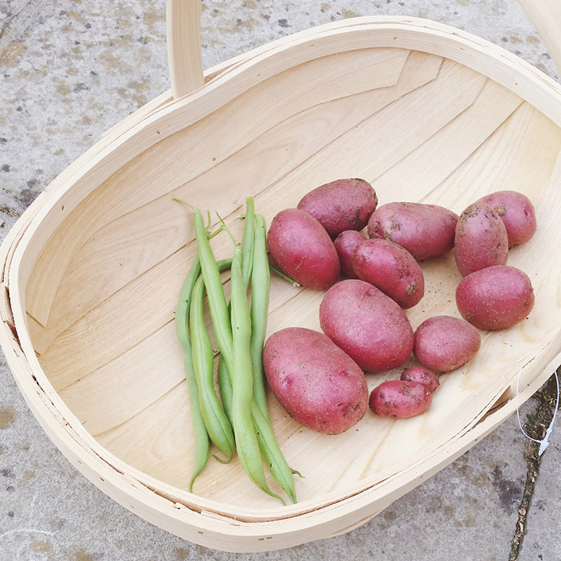 Vegetable Garden - red duke of york potatoes and cobra french beans