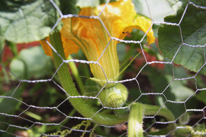 Vegetable Garden - crown prince pumpkin