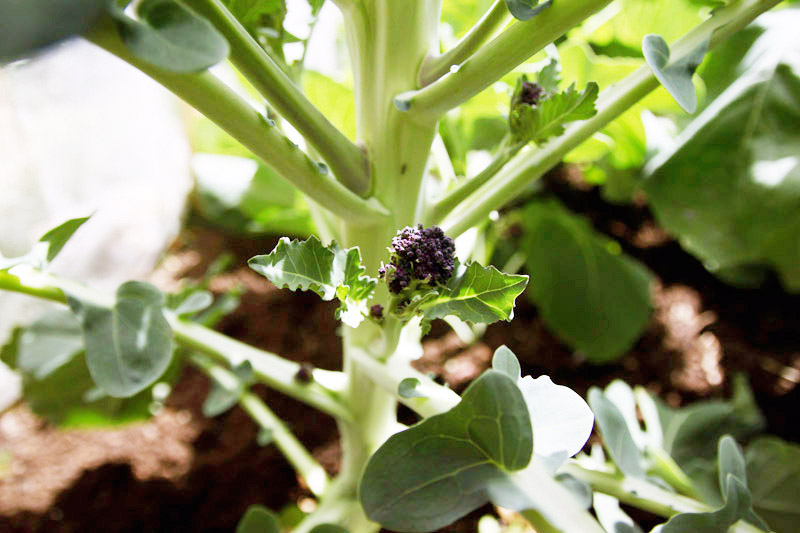 Vegetable Garden 