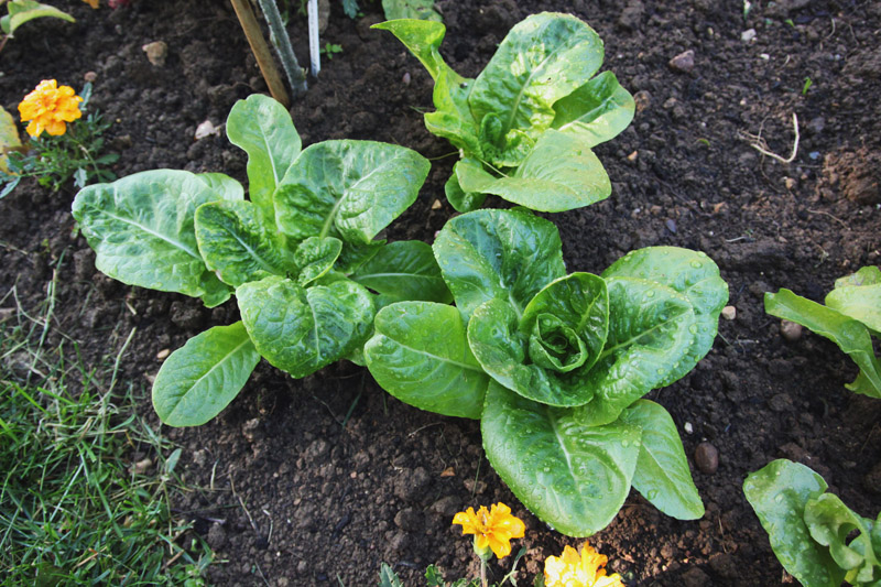 Vegetable Garden - little gem lettuce 