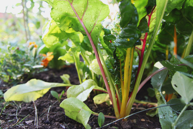 Vegetable Garden - swiss chard 'bright lights'