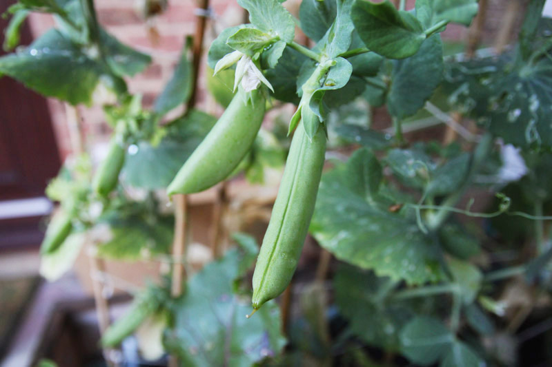 Vegetable Garden - peas