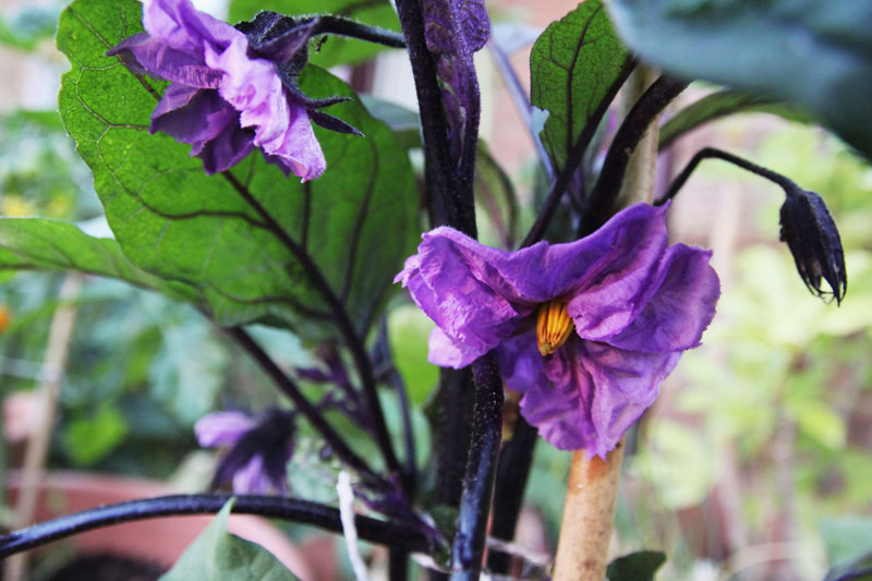 Vegetable Garden - aubergine flowers