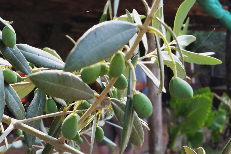 Sorrento Organic Farm, Italy