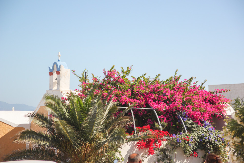 Bougainvillea in Oia, Santorini