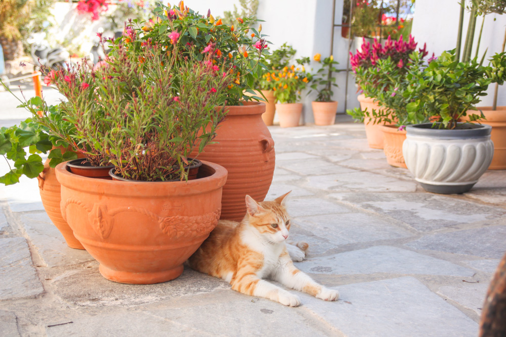 Cat in Oia, Santorini