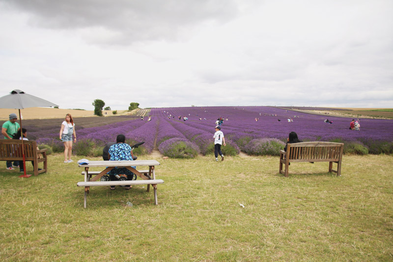 Hitchin Lavender Farm