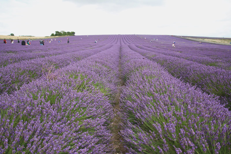 Hitchin Lavender Farm