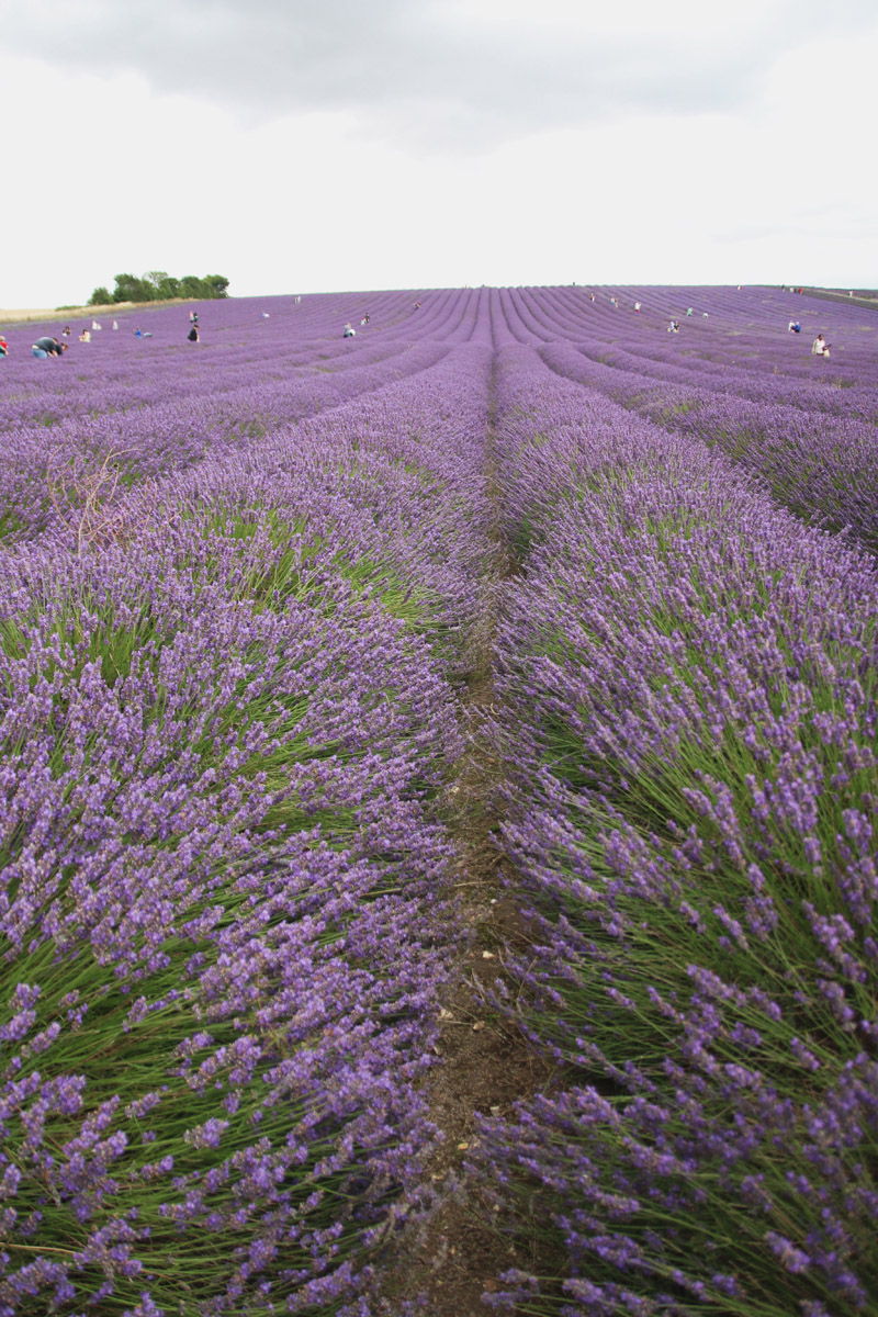 Hitchin Lavender Farm