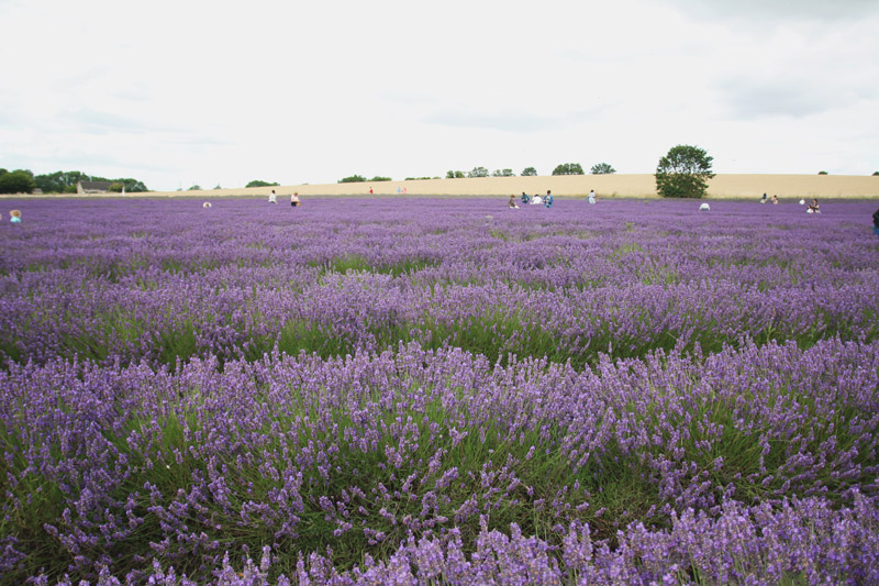 Hitchin Lavender Farm