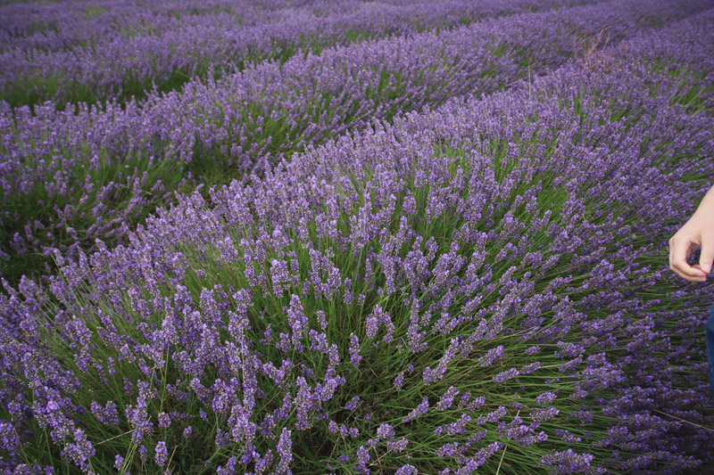 Hitchin Lavender Farm