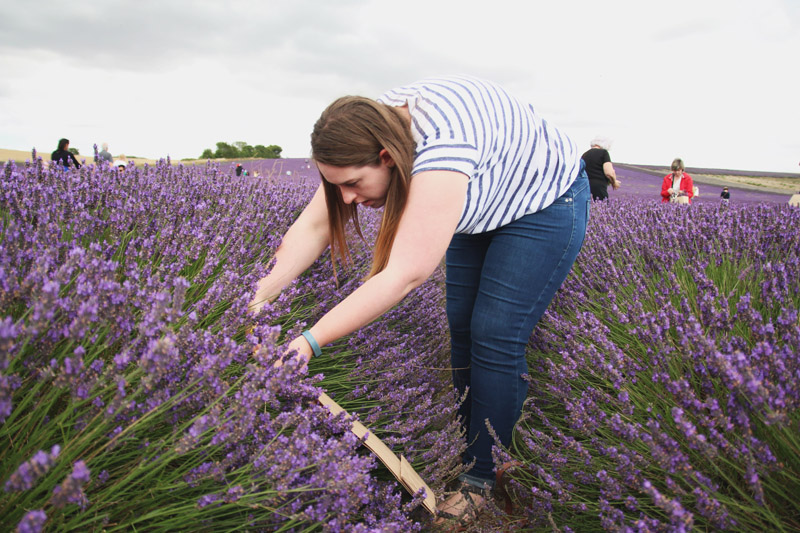 Hitchin Lavender Farm