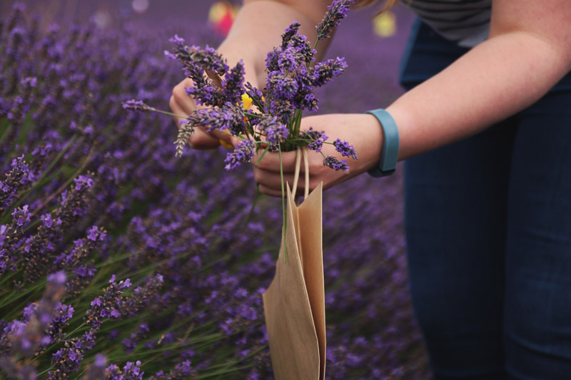 Hitchin Lavender Farm