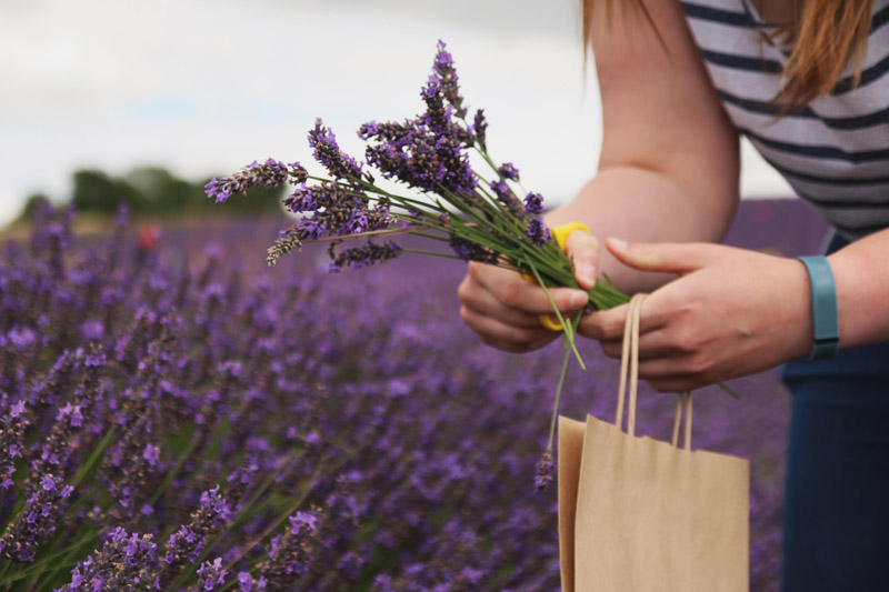 Hitchin Lavender Farm