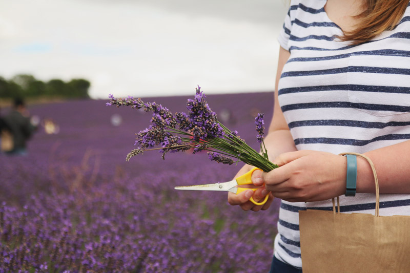 Hitchin Lavender Farm