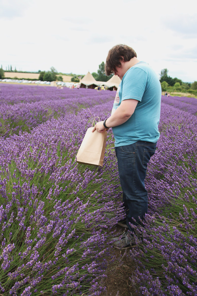 Hitchin Lavender Farm