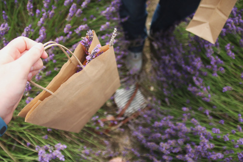 Hitchin Lavender Farm