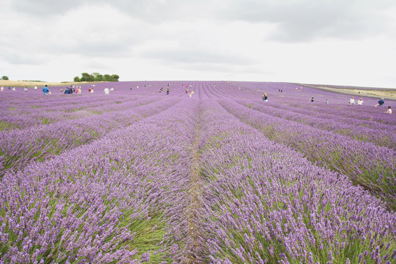 Hitchin Lavender Farm