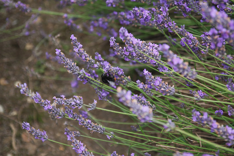 Hitchin Lavender Farm