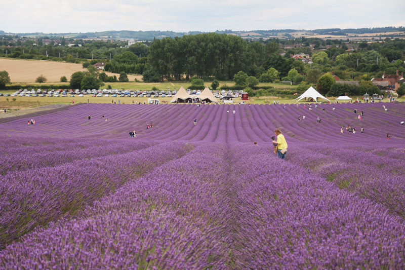 Hitchin Lavender Farm