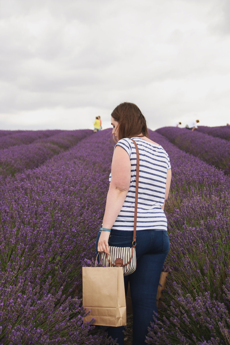 Hitchin Lavender Farm