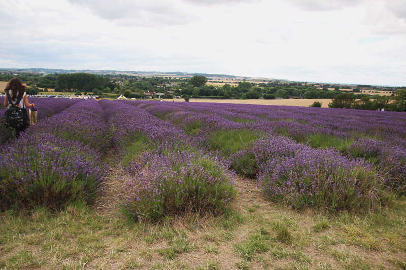 Hitchin Lavender Farm