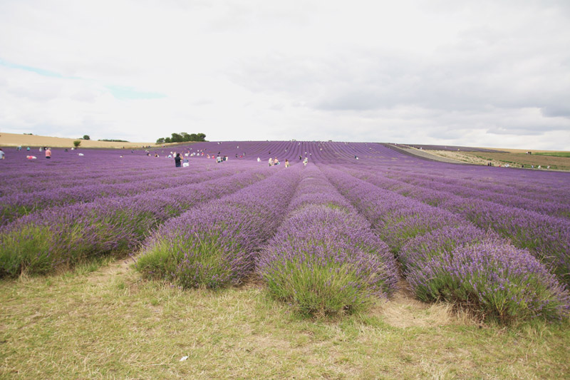 Hitchin Lavender Farm