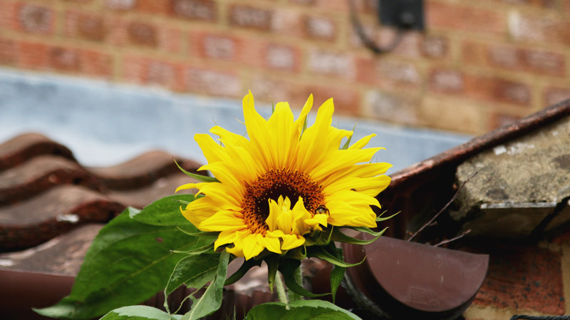 Vegetable Garden, Sunflower