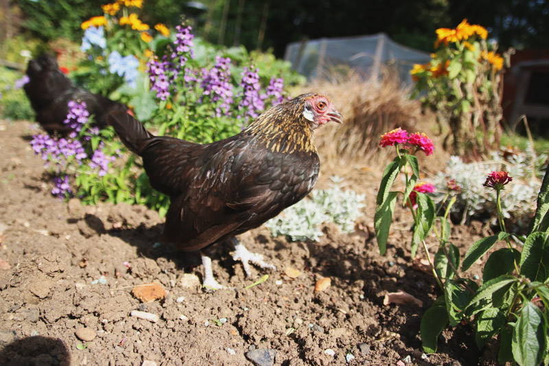 Vegetable Garden, Bantam