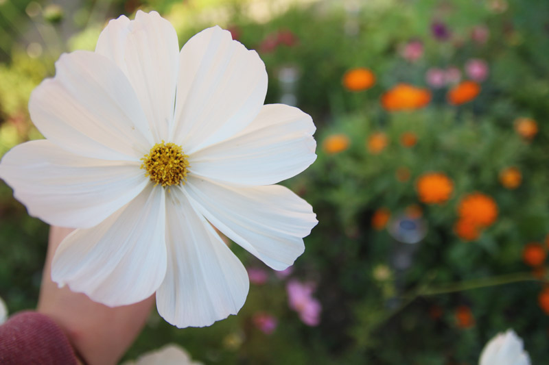 Vegetable Garden, Cosmos