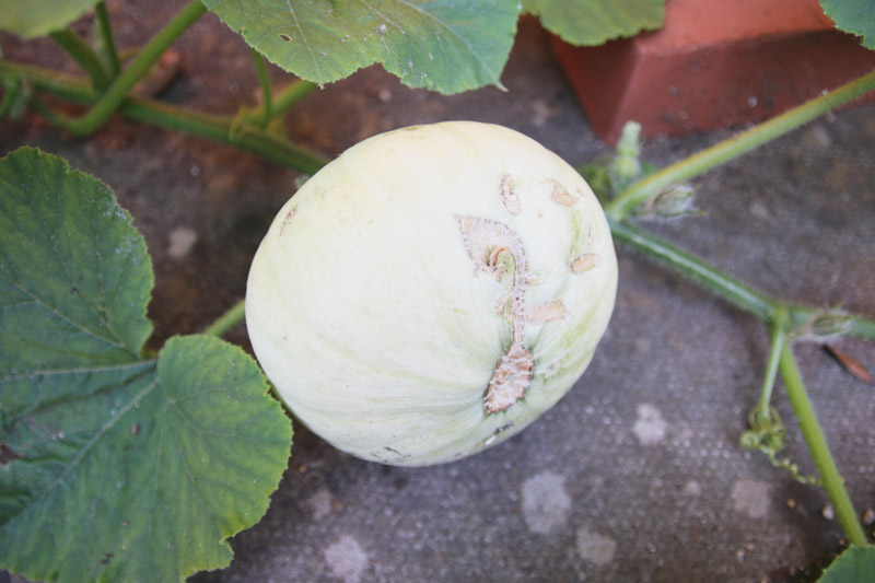 Vegetable Garden, Crown Prince Pumpkin