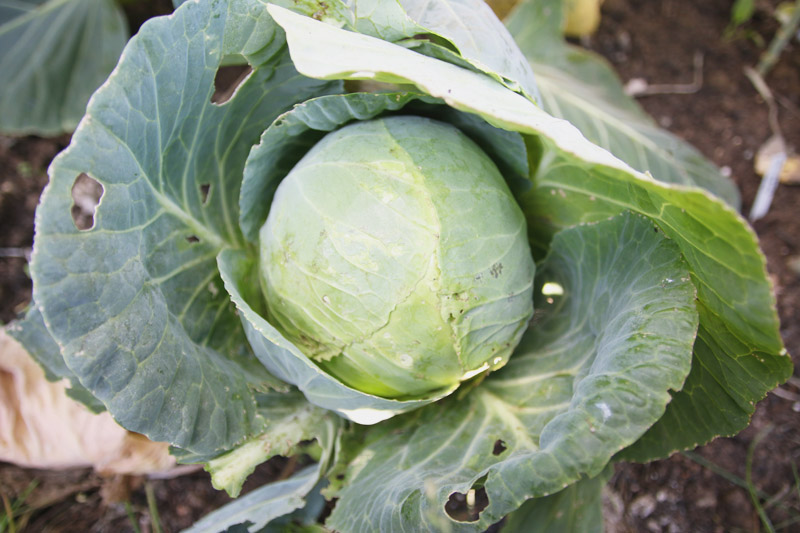 Vegetable Garden, Cabbage