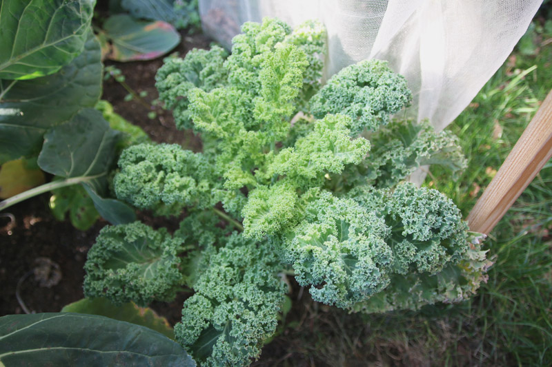 Vegetable Garden, Kale