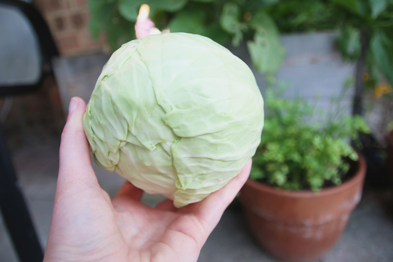 Vegetable Garden, Cabbage