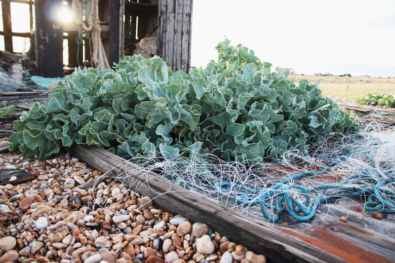 Dungeness Nature Reserve