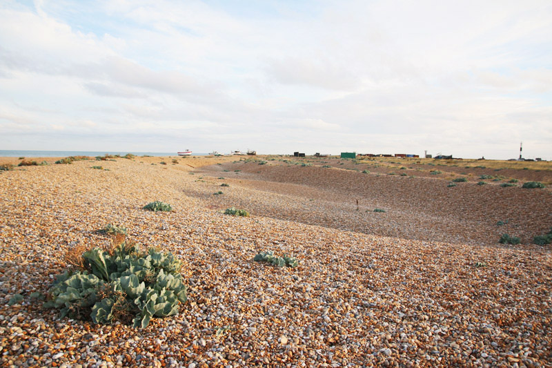 Dungeness Nature Reserve