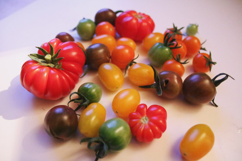 Vegetable Garden, Tomato Harvest