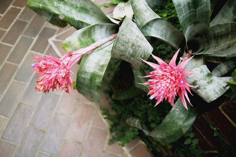 Barbican Centre Conservatory, London