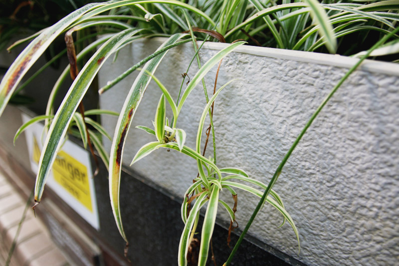 Barbican Centre Conservatory, London