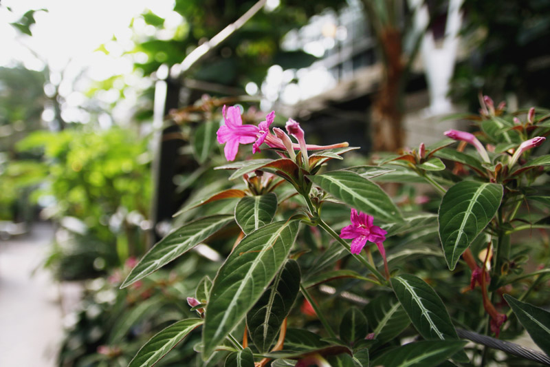 Barbican Centre Conservatory, London