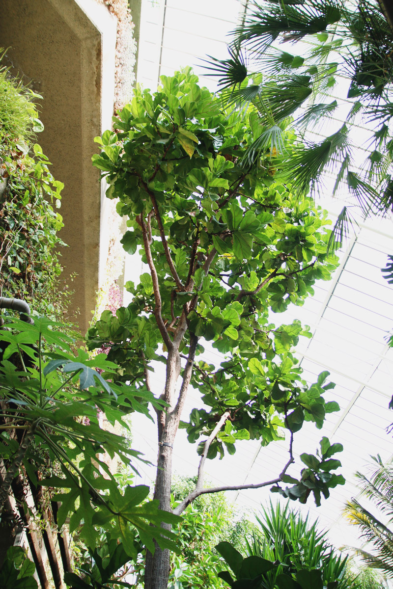 Barbican Centre Conservatory, London