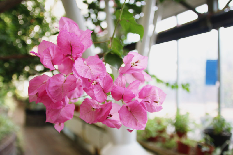 Barbican Centre Conservatory, London