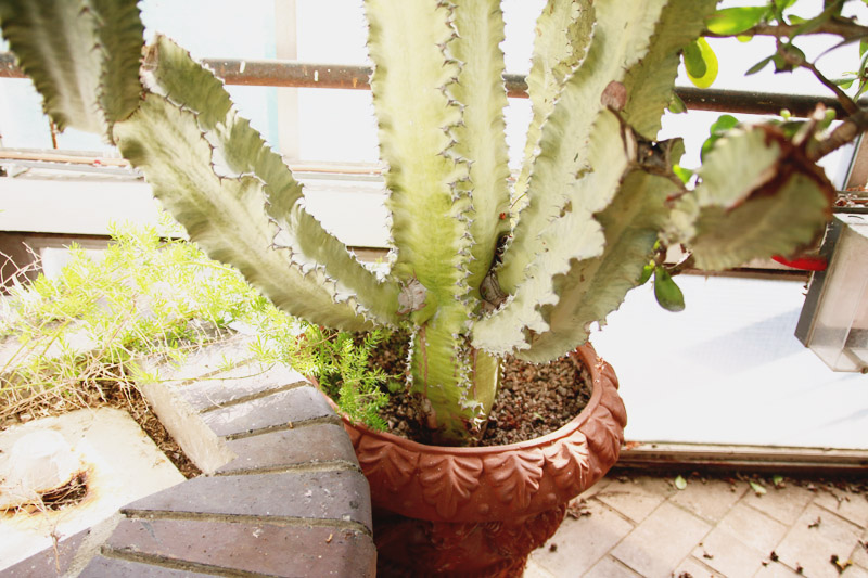 Barbican Centre Conservatory, London