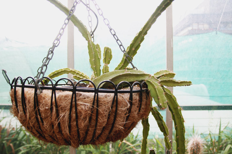 Barbican Centre Conservatory, London