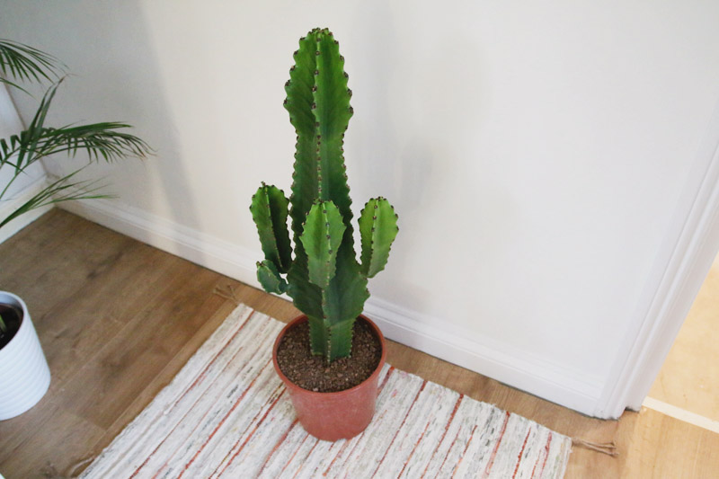 Cacti, Euphorbia