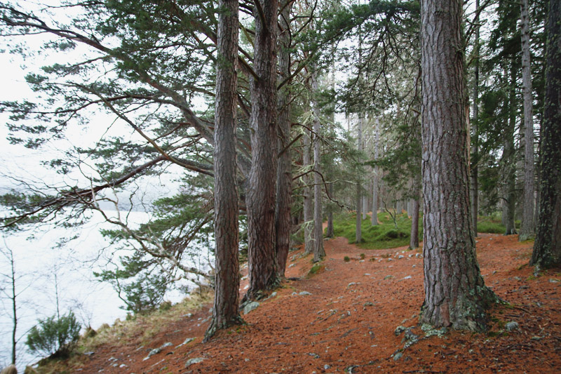 Loch an Eilein, Aviemore, Scotland