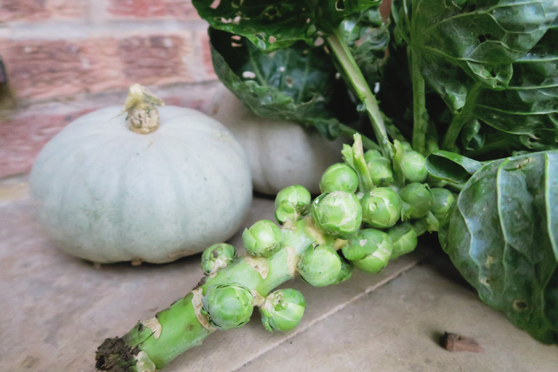 Crown Prince Pumpkin & Brussels Sprouts